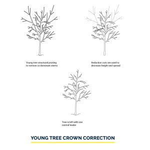 restructuring a young tree - arboxygene