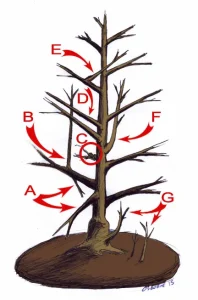 training pruning - arboxygene