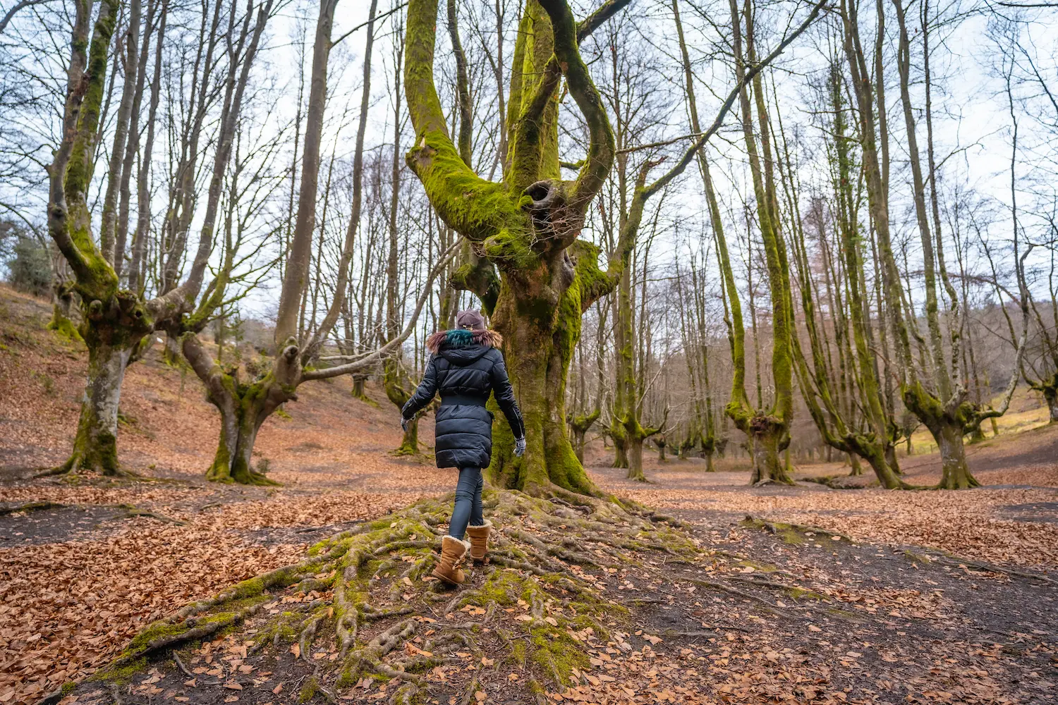 Arborithérapie : Comment les arbres peuvent améliorer votre bien-être mental et physique